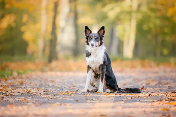 ชายแดนส Collie ในฤด ใบไม แนวค ดของฤด ใบไม ใบไม เปล ยนส — ภาพถ่ายสต็อก