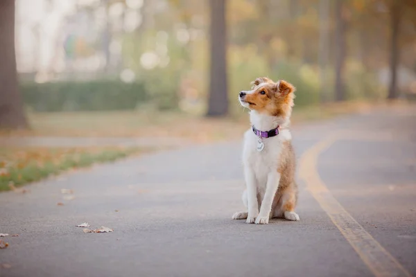 Shetland Schäferhund Welpe Herbst — Stockfoto