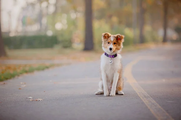 Filhote Cachorro Shetland Sheepdog Outono — Fotografia de Stock