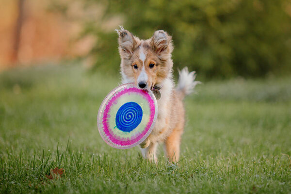 Shetland Sheepdog puppy. Autumn