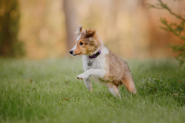 Shetland Sheepdog Valp Hösten — Stockfoto