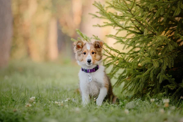 Filhote Cachorro Shetland Sheepdog Outono — Fotografia de Stock