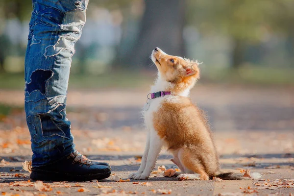 Shetland Sheepdog Puppy Autumn — Stock Photo, Image