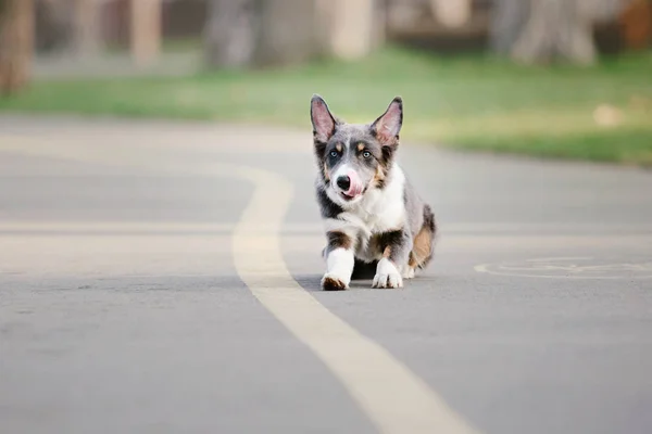 Confine Collie Cane All Aperto — Foto Stock