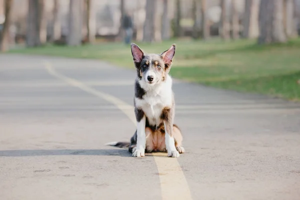 Frontera Collie Perro Aire Libre — Foto de Stock