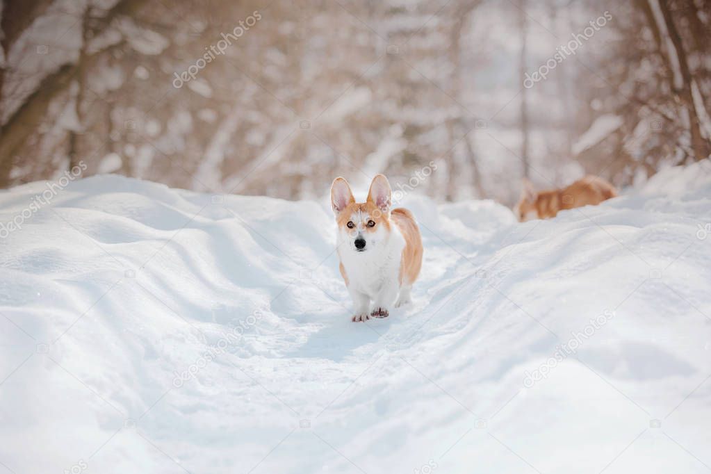 Corgi dog in the snow