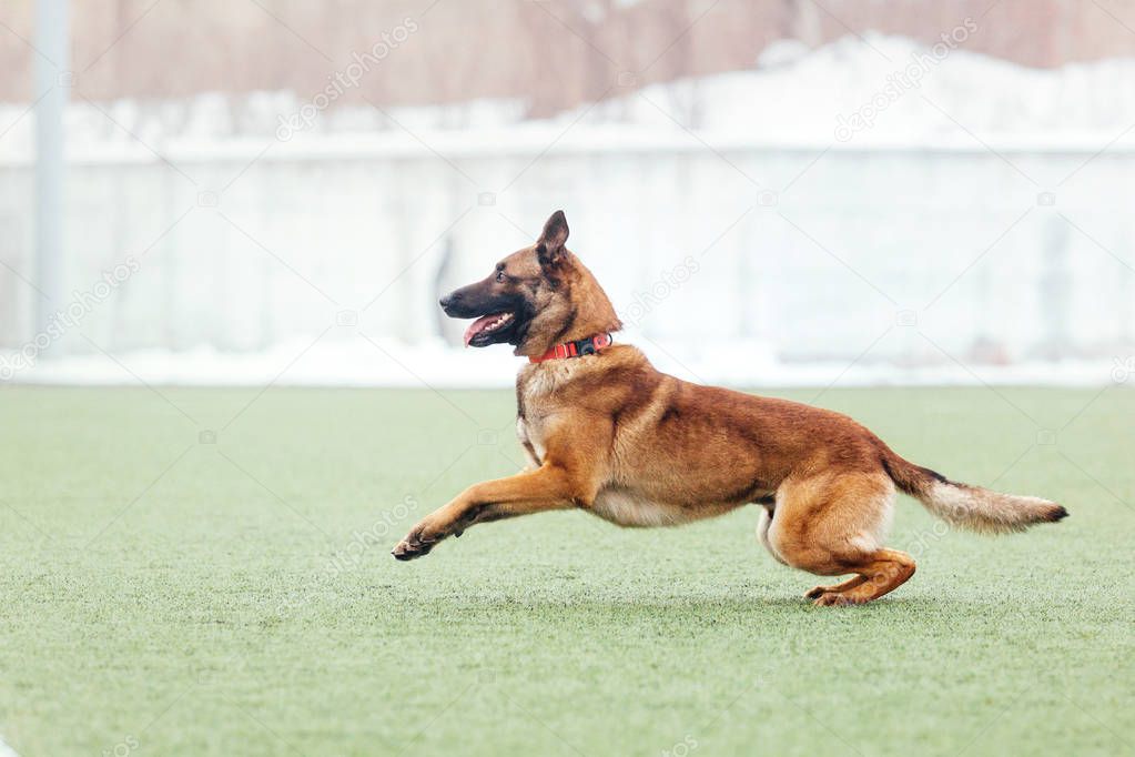 Belgian shepherd malinois dog running