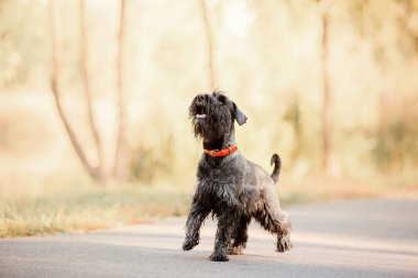 Minyatür Schnauzer köpek sonbahar Park