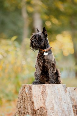 Minyatür Schnauzer köpek sonbahar Park