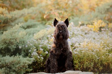 Minyatür Schnauzer köpek sonbahar Park