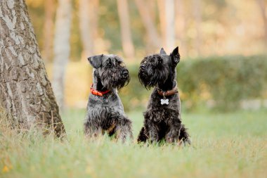 Minyatür Schnauzer köpek sonbahar Park