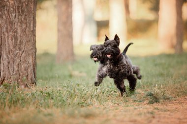 Minyatür Schnauzer köpek sonbahar Park