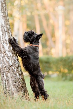 Minyatür Schnauzer köpek sonbahar Park