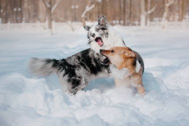 Köpek kış. Kar yağışı. Kış yürüyüş