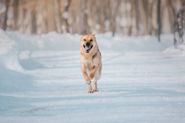 Köpek kış. Kar yağışı. Kış yürüyüş