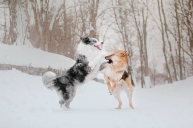 Köpek kış. Kar yağışı. Kış yürüyüş