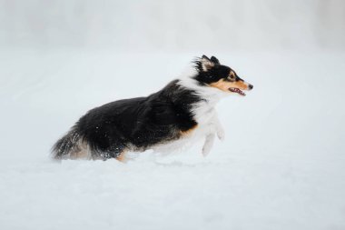 Kışın Shetland koyun. Gün kar yağıyor. Etkin köpek