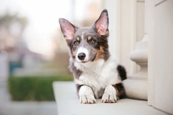 Confine Collie Cane All Aperto — Foto Stock