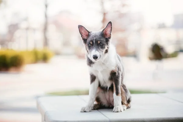 Border Collie ขกลางแจ — ภาพถ่ายสต็อก