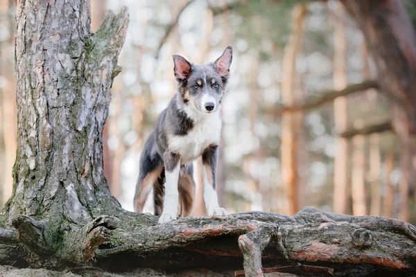 Border Collie Hond Buiten — Stockfoto