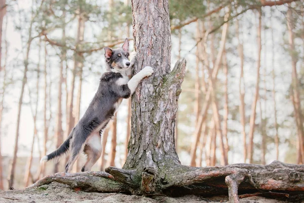 Border Collie Hund Freien — Stockfoto