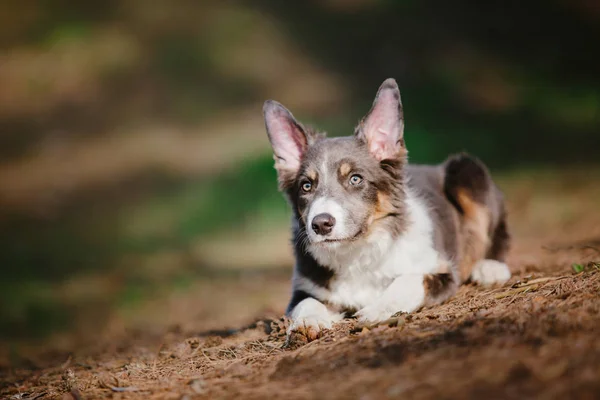 Пограничная Колли Собака — стоковое фото