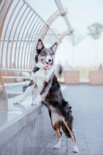 Border Collie Hund Freien — Stockfoto