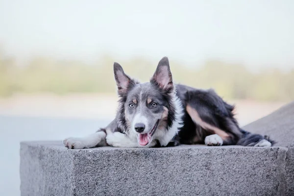 Frontera Collie Perro Aire Libre —  Fotos de Stock