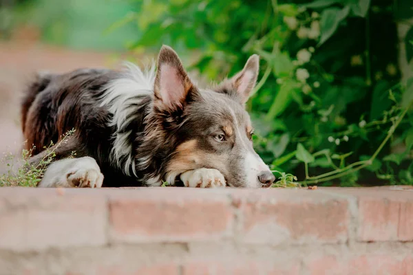 Confine Collie Cane All Aperto — Foto Stock