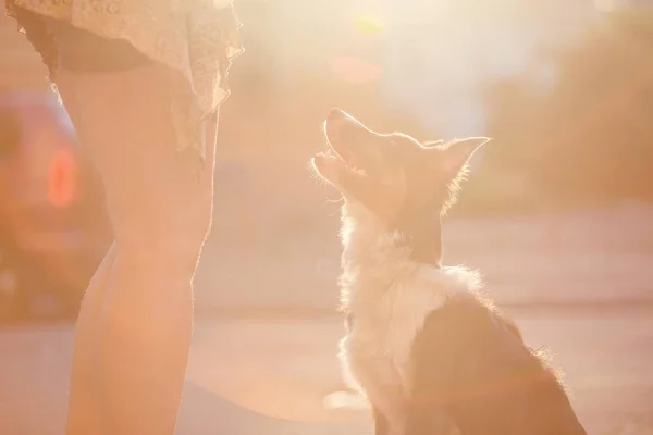 室外的边境牧羊犬 — 图库照片