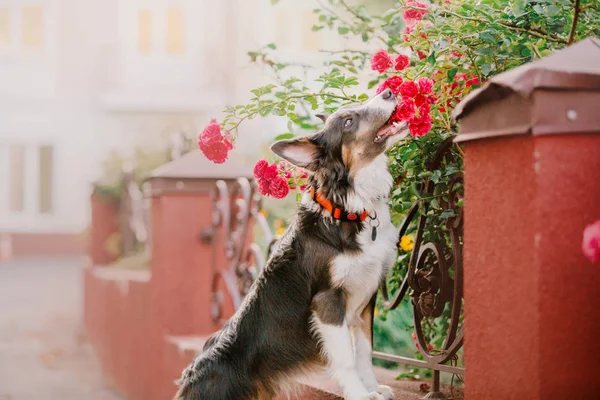 Frontera Collie Perro Aire Libre —  Fotos de Stock