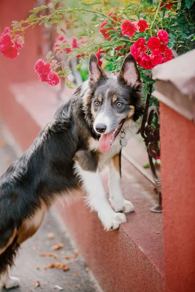 Kenar Kömür Ocağı Köpek Açık — Stok fotoğraf