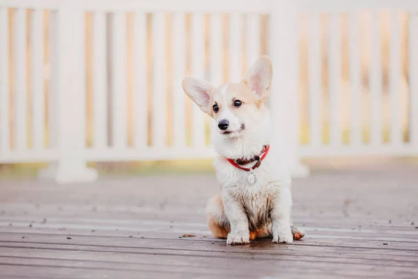 Corgi Puppy Morning Walk — Stock Photo, Image