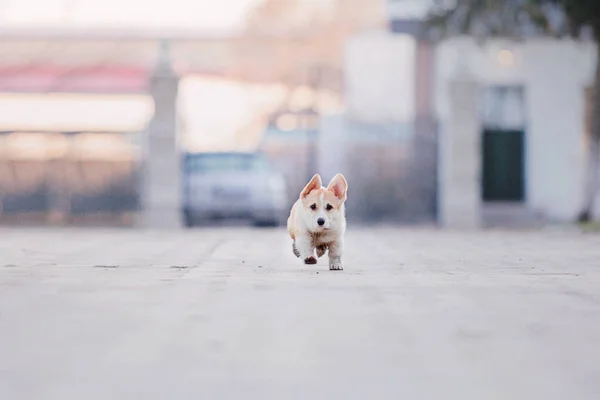 Corgi Kiskutya Egy Reggeli Séta — Stock Fotó