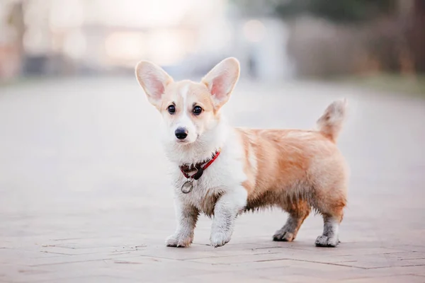 Corgi Cucciolo Una Passeggiata Mattutina — Foto Stock