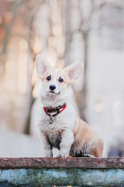 Cãozinho Corgi Uma Caminhada Matinal — Fotografia de Stock