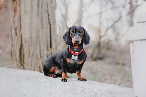 Dachshund Köpek Bir Yürüyüş — Stok fotoğraf