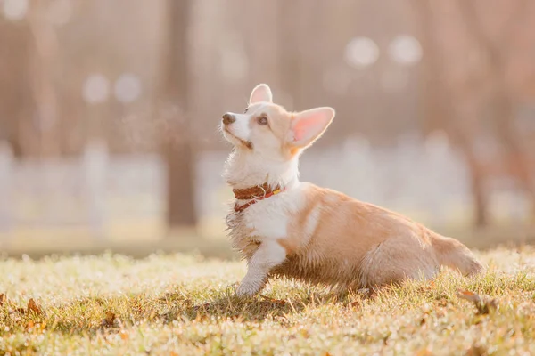 Κουτάβι Corgi Για Μια Βόλτα Πρωί — Φωτογραφία Αρχείου