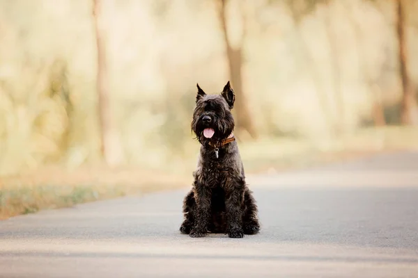 Dwergschnauzer Hond Bij Herfst Park — Stockfoto