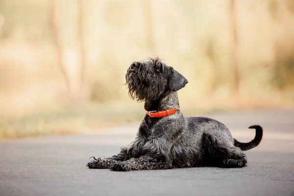 Miniatur Anjing Schnauzer Taman Musim Gugur — Stok Foto