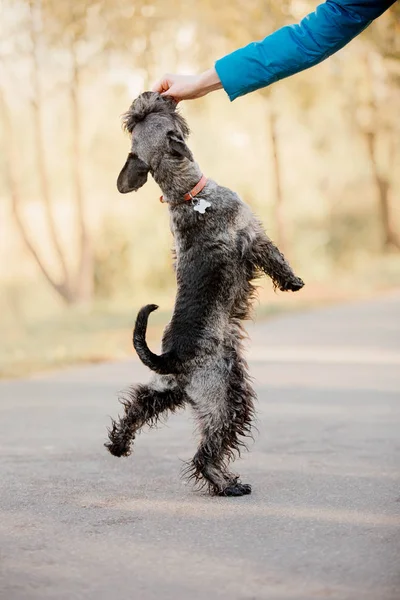 Мініатюрна Собака Шнауцера Осінньому Парку — стокове фото