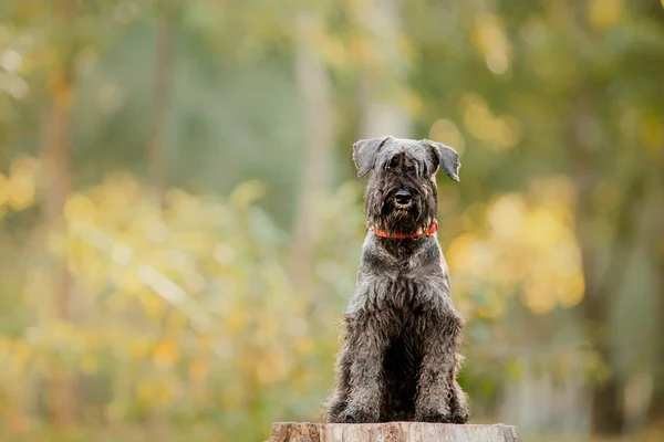 Cane Schnauzer Miniatura Parco Autunnale — Foto Stock