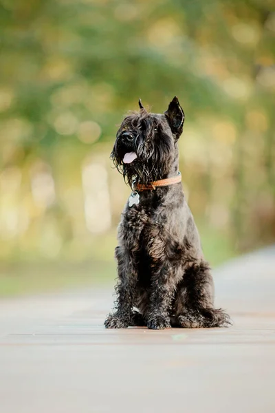 Dwergschnauzer Hond Bij Herfst Park — Stockfoto