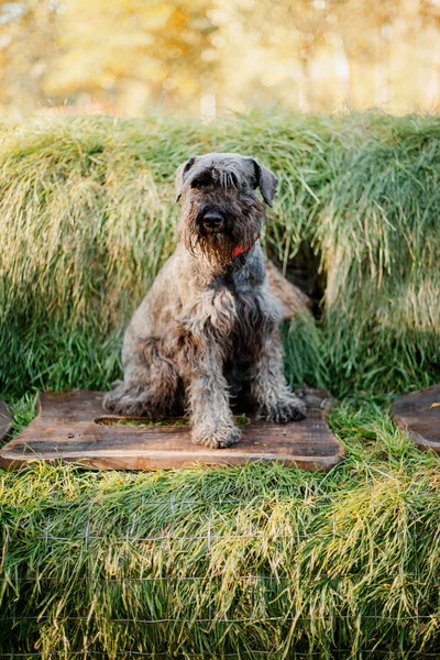 Pies Sznaucer Miniaturowy Park Jesienią — Zdjęcie stockowe