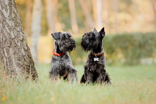 Cão Schnauzer Miniatura Parque Outono — Fotografia de Stock