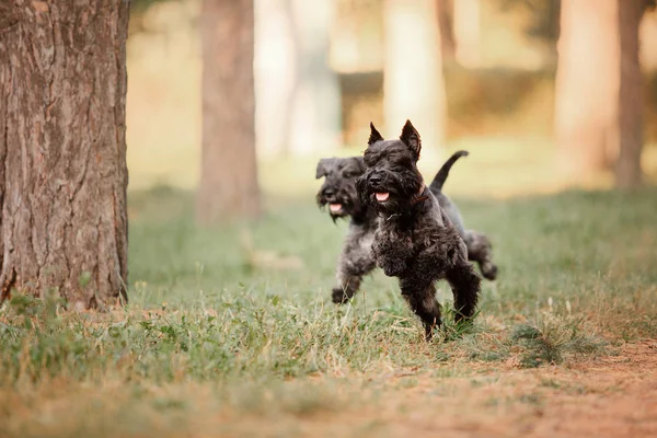 Μινιατούρα Schnauzer Σκύλο Στο Πάρκο Φθινόπωρο — Φωτογραφία Αρχείου