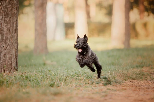 ミニチュア シュナウザー犬秋の公園で — ストック写真