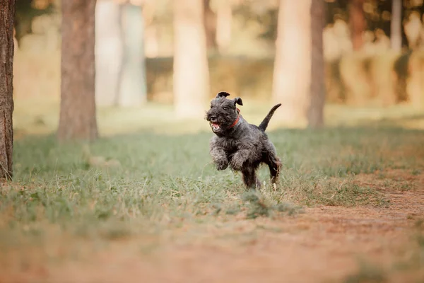 Dvärgschnauzer Hund Hösten Park — Stockfoto