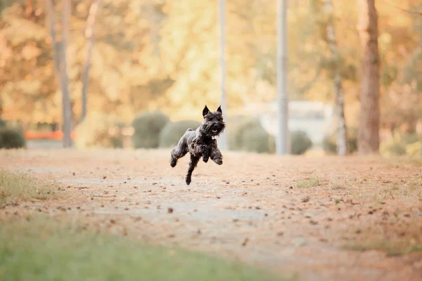 ミニチュア シュナウザー犬秋の公園で — ストック写真