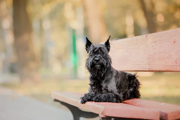 ミニチュア シュナウザー犬秋の公園で — ストック写真